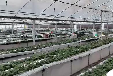 寒潮來襲 各地多部門積極應對護航農業生產