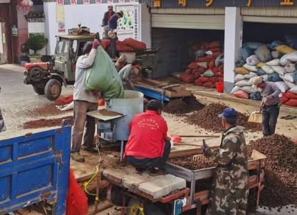 “云藥之鄉”玉龍縣探索中藥材產業綠色發展模式