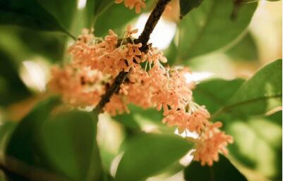 從“賣花”到“賣IP” 窯上古桂香飄全國