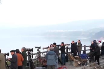 “觀鳥經濟”點綠成“金” 賞天鵝、游濕地催熱冬日文旅消費