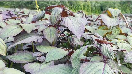 湖北黃石陽新縣“陽新紫蘇”區域公共品牌發布