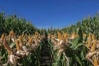 奮進內蒙古·發展有底氣｜守護大國糧倉 端穩中國飯碗