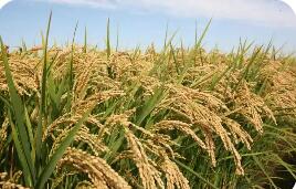 吉林省德惠市：全力推動粳稻產業集群建設