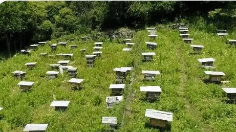 陜西留壩：甜蜜產業“釀”出共富新路