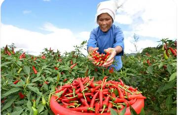 貴州特色食用農產品產業發展穩中有進