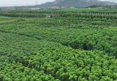 關鍵進展！我國林業良種選育精度提升至70%以上 為“擴綠、興綠”護航