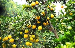 從“一棵樹”到“一條鏈” 三峽庫區崛起“橙汁之都”