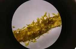 福建實現裙帶菜南方育苗零的突破