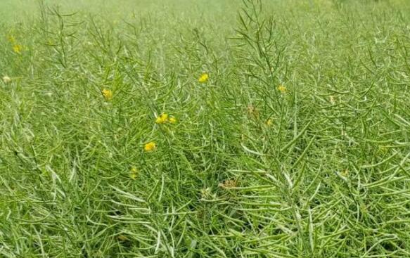 湖北油菜籽創歷史新高，年產量超300萬噸