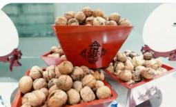 去年綜合產值超五十億元 陜西商洛核桃走出深山奔赴大市場