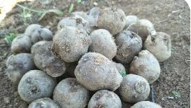 精深加工助云南富源魔芋實現價值躍升