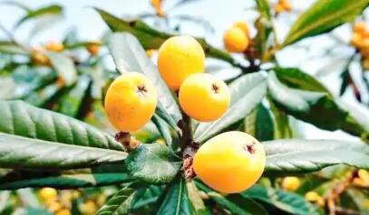 枇杷熱了 鄉村旺了--浙江德清整合品牌資源助推傳統特產變富民產業紀實