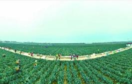 “中國西蘭花之鄉”江蘇響水，如何進一步“心花怒放”？