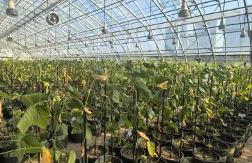 黑龍江：智慧農業聚合力 數智賦能促增收