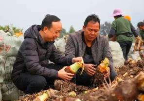 “中國香芋之鄉”迎豐收 江永香芋年產值達12億元