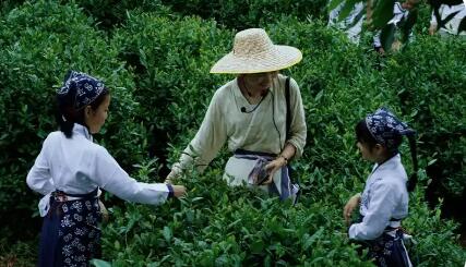 “一標一品一產業” 浙江杭州余杭區著力打造特色茶經濟