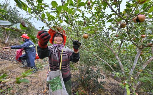 鄉村旅游 特色產業 三產融合——福建永泰“三方共富”繪就鄉村振興新圖景