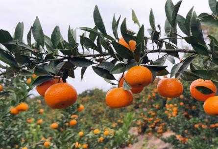 南豐蜜桔：天地合釀，何以成為“中國蜜桔之鄉”？