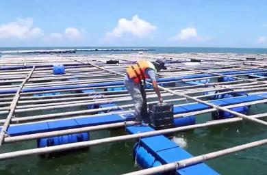 廣東省農業農村廳：已累計建成重力式深水網箱7498個，居全國第一