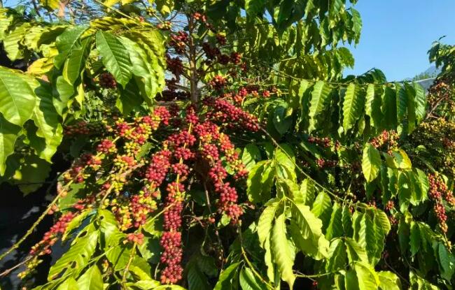 從“云咖”到“國豆”云南咖啡產區實現華麗蛻變