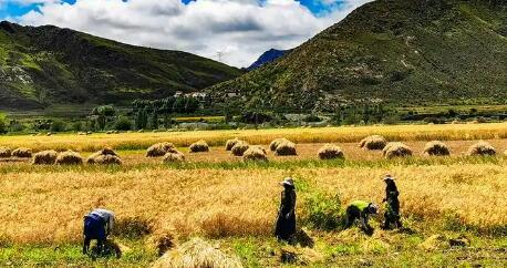 西藏：2025年全區糧食產量再攀新高