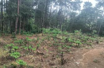 “小魔芋”發揮“大魔力” 陜西漢中鎮巴縣以林下經濟促增收