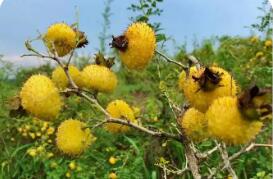 貴州助推特色食品