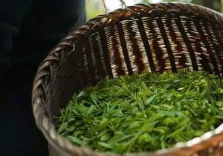 “中國蒸青茶之鄉”“中國硒菜薹之鄉” 恩施市再添“國字號”