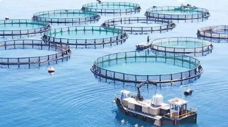 以水養魚 以魚凈水 廣西積極探索大水面生態漁業發展模式