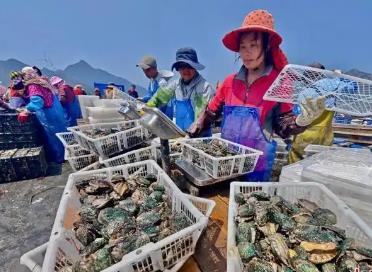 “中國鮑魚之鄉”福建連江：科技賦能“吃透一粒鮑”