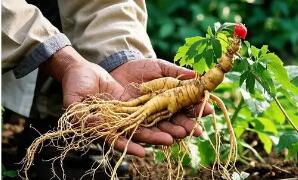 《吉林長白山人參地理標志專用標志使用管理辦法》印發