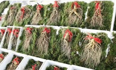 “百草之王”走上進階路--探尋吉林撫松人參產業高質量發展之路