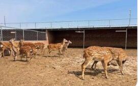 陜西神木：特色養殖“多點開花”興業富民