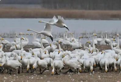 百鳥云集溫泉復涌 河南多地生態向好