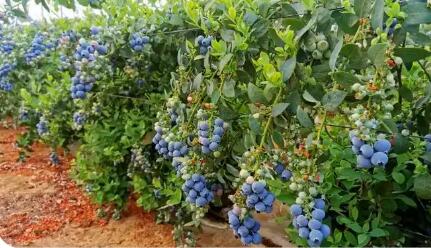 一顆藍莓帶富一方經濟 云南紅河州打造“世界級藍莓產業新高地”