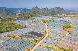 廣西打造優質蔬菜生產基地