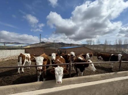 內蒙古巴林右旗：科技賦能，現代畜牧業全鏈升級