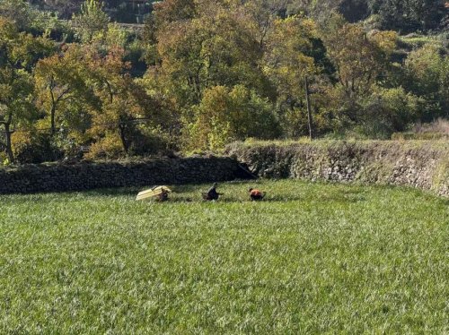 一株石菖蒲“長”出振興新藥香