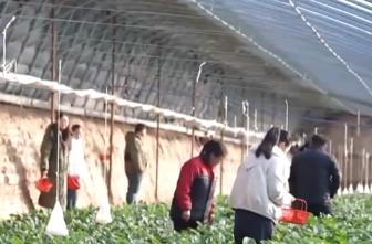 節日消費市場“熱”力十足、文化味兒濃 “菜籃子”“果盤子”供應豐富穩定