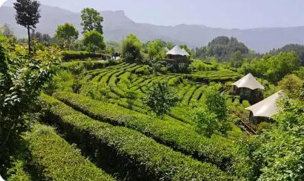 陜西寧強：“綠葉子”變富民強縣“金葉子”