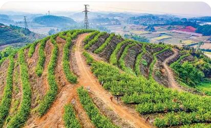 “鏈”上發力，土特產身價倍增 云南高原特色農業駛入“數字快車道”