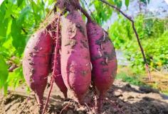 山西甘薯創新成果亮相全國產業博覽會