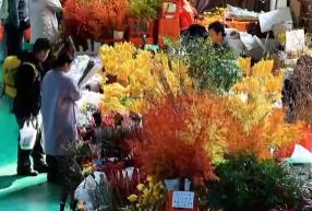 “南花北運”鎖鮮達 辭舊迎新活力十足 “鮮花+”變身消費“新寵”激活經濟新引擎