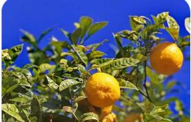 依托山區特色產業浙江常山萬千農戶走出“共富路”