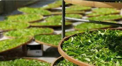 茶葉出口歐盟面臨的技術性貿易措施挑戰與應對