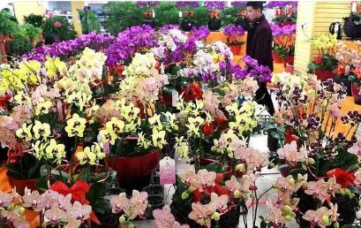 2025年前11月云南出口鮮切花規模居全國首位