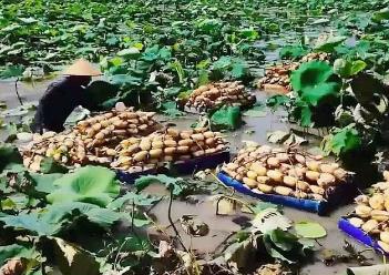 “寶應荷藕”入選國家級農業品牌精品培育名單，“中國荷藕之鄉”再添“國字號”