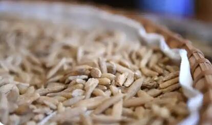 四川三臺縣：奏響麥冬產業“高值化”新樂章