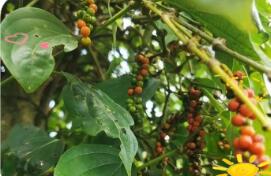 海南胡椒種植面積與產量均居全國首位