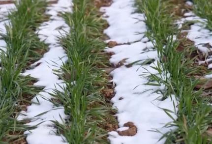 柑橘甜、菜飄香 冬日的田野蘊藏勃勃生機 果蔬豐收助力鄉村振興